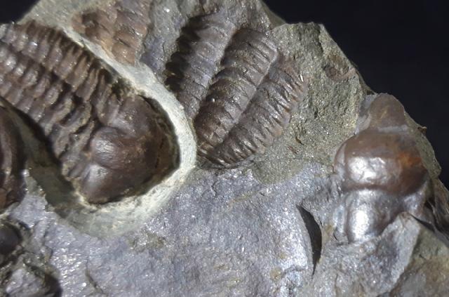 Ellipsocephalus hoffi (SCHLOTHEIM 1823) - Bild © FossNet FossilienStore